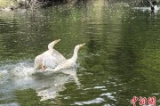 五行自测吉林：罕见白鸬鹚连续两年“故地重游”